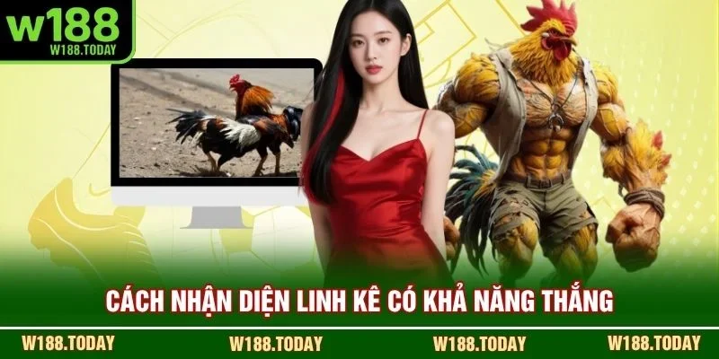 Cách nhận diện linh kê có khả năng thắng