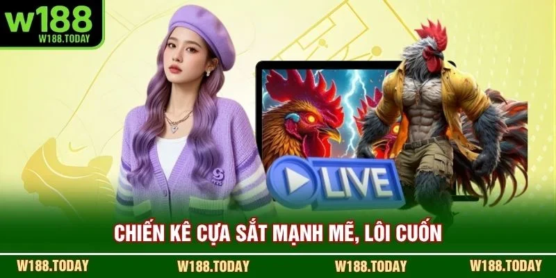 Chiến kê cựa sắt mạnh mẽ, lôi cuốn