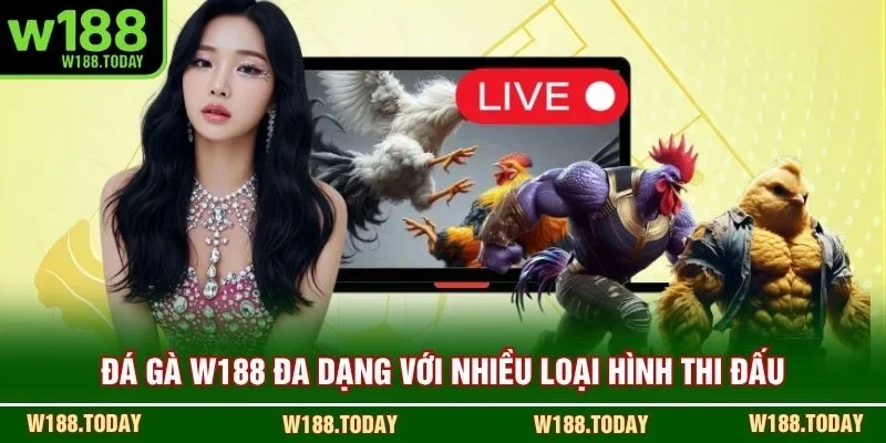 Đá gà W188 đa dạng với nhiều loại hình thi đấu