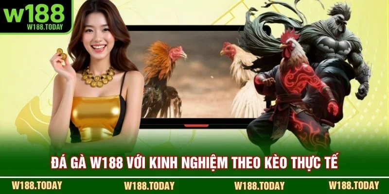 Đá gà W188 với kinh nghiệm theo kèo thực tế
