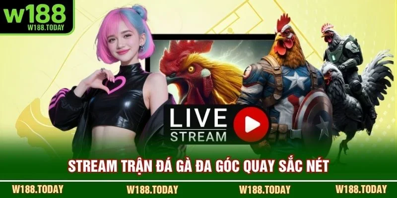 Stream trận đá gà đa góc quay sắc nét
